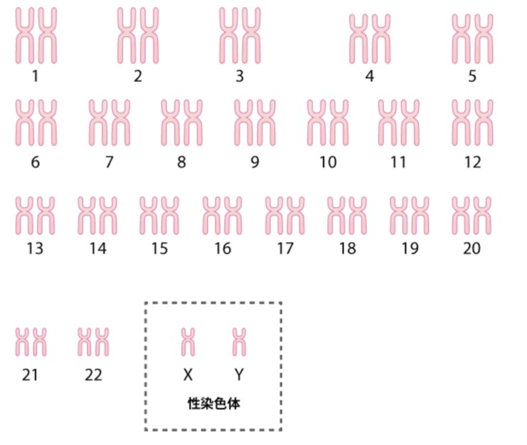 染色体の図