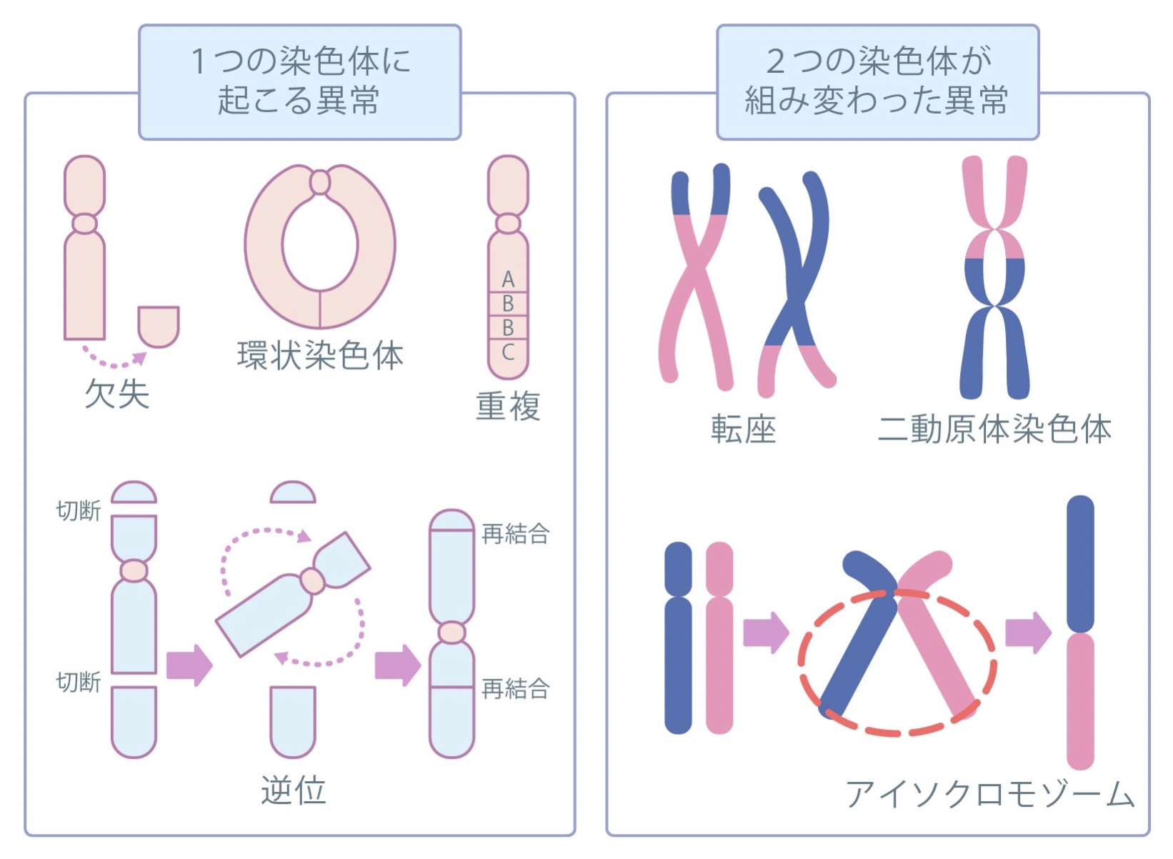 染色体の構造の異常
